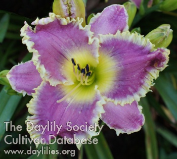 Daylily Deep Sea Shark